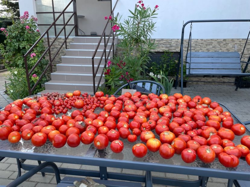  - 002 Grădina 2024 2