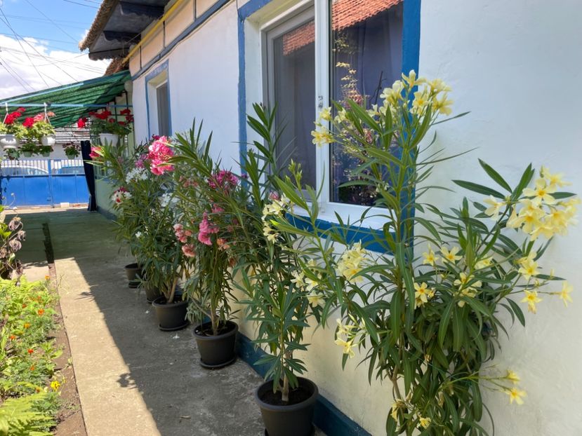  - 002 Grădina 2024 2