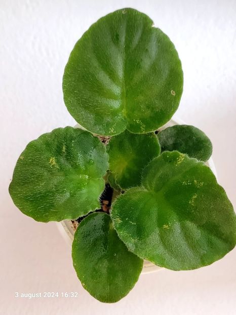 VAT-PRAZDNICHNYJ NARYAD PUGOVKi - 0 0 0 0 disponibil pachete puiuti violete