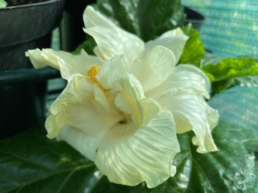  - Elephant Ear