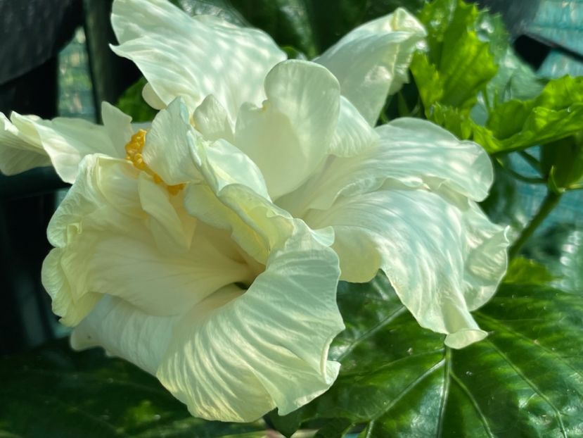  - Elephant Ear