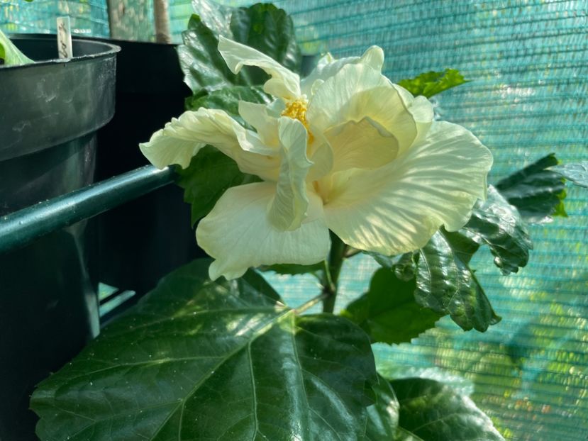  - Elephant Ear