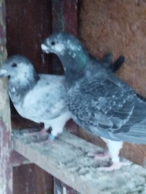  - Americani Show Racer