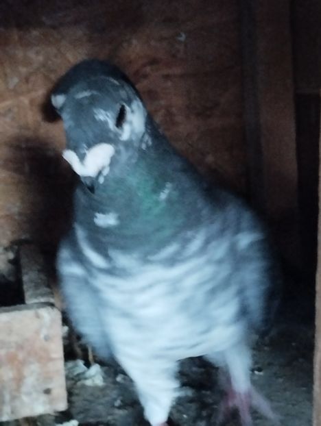  - Americani Show Racer