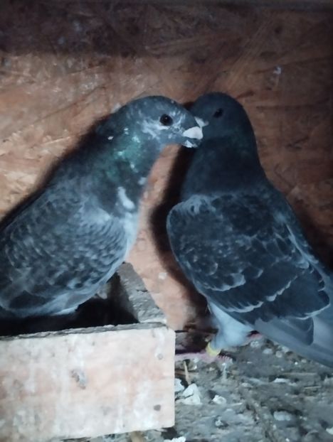  - Americani Show Racer