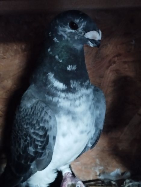  - Americani Show Racer