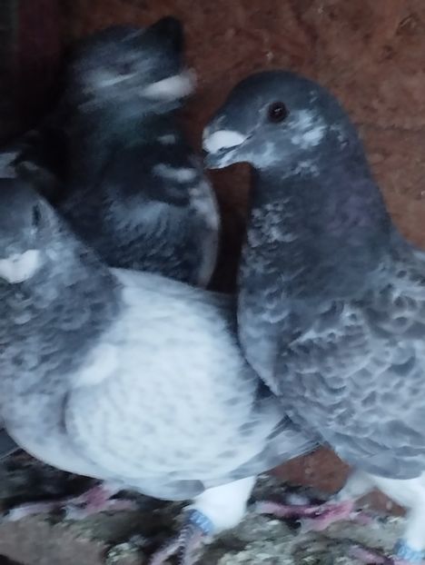  - Americani Show Racer