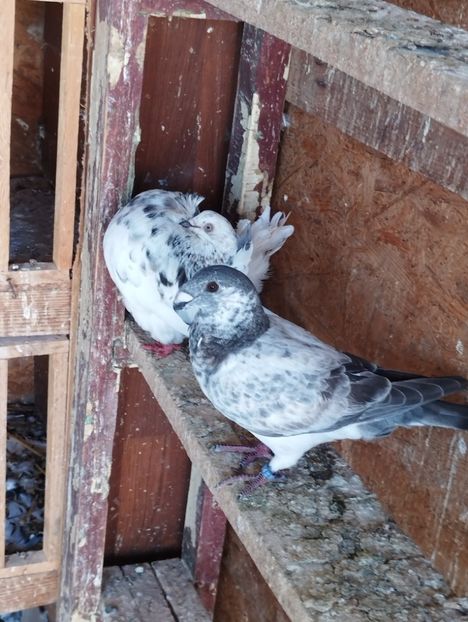  - Americani Show Racer