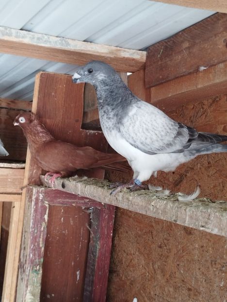  - Americani Show Racer