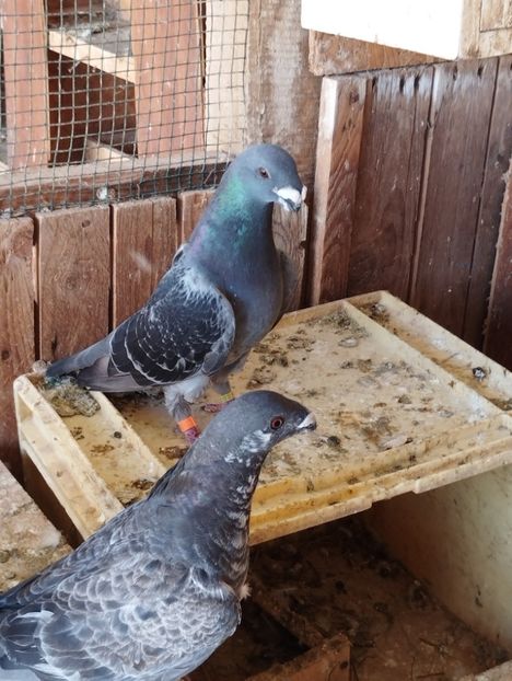  - Americani Show Racer