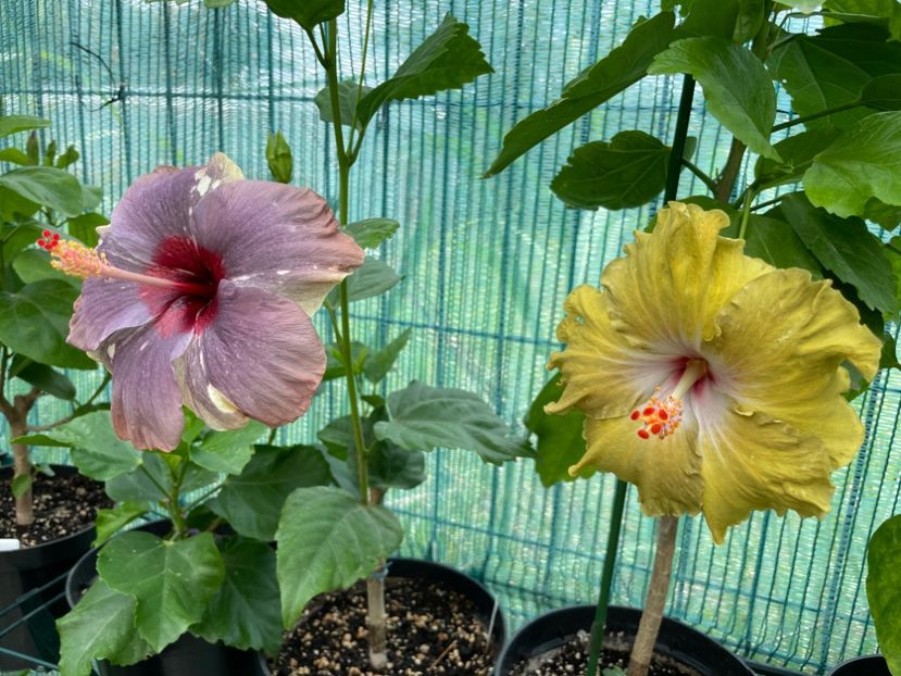  - Moorea Green Gold Pearl