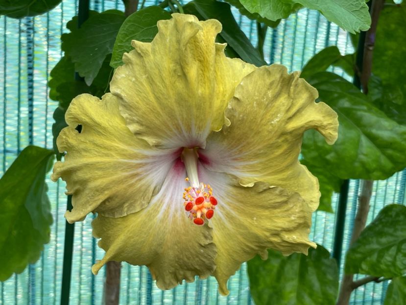  - Moorea Green Gold Pearl