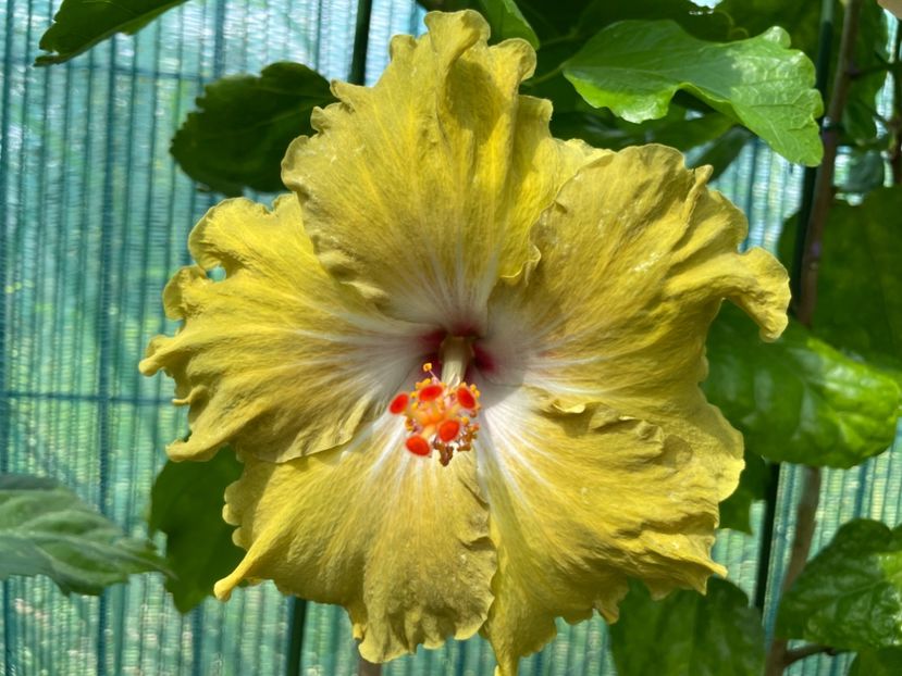  - Moorea Green Gold Pearl