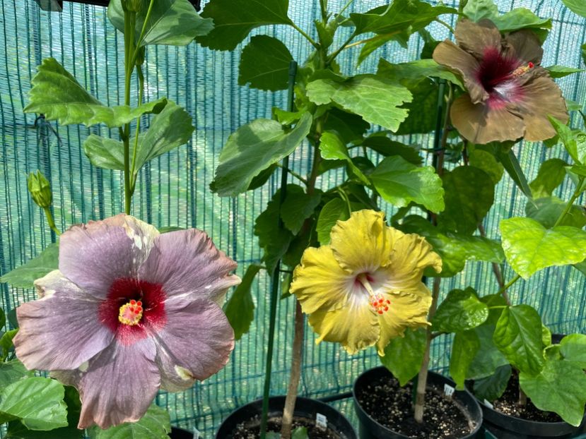  - Luv -Posog- Memories