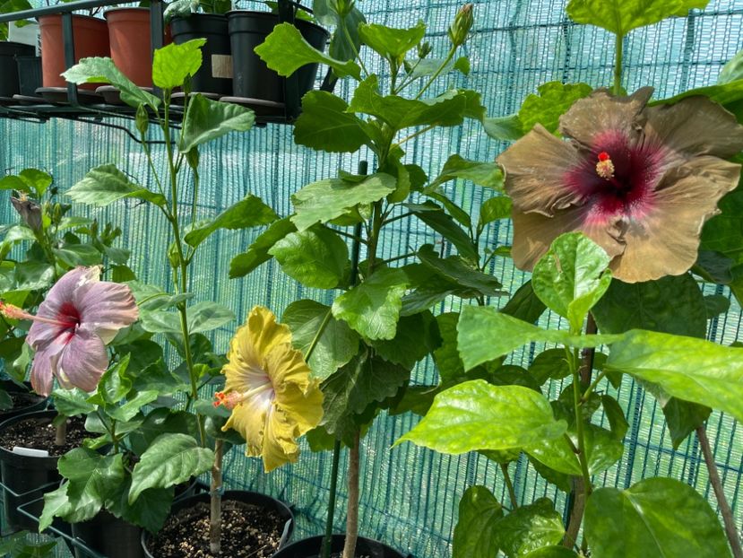  - 001 - Hibiscusi 2024 - 1