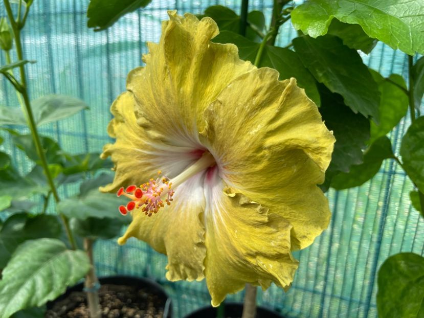  - 001 - Hibiscusi 2024 - 1