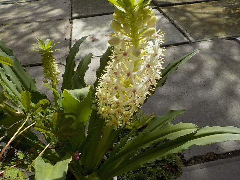  - eucomis