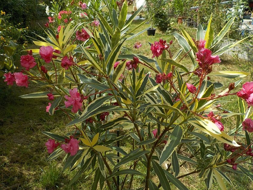  - variegat nr 24