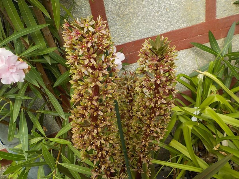  - eucomis