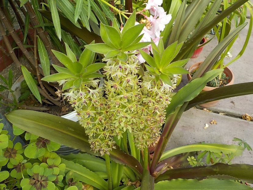  - eucomis