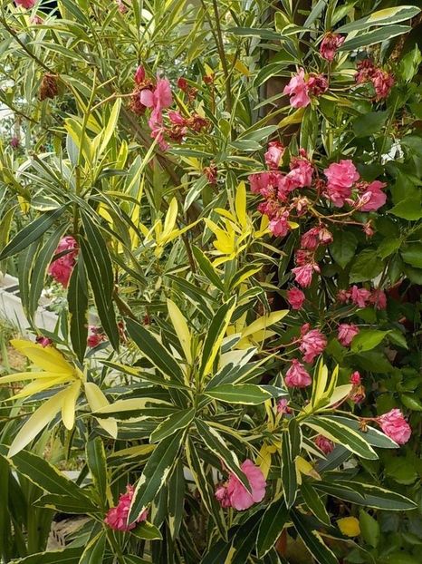 - variegat nr 24