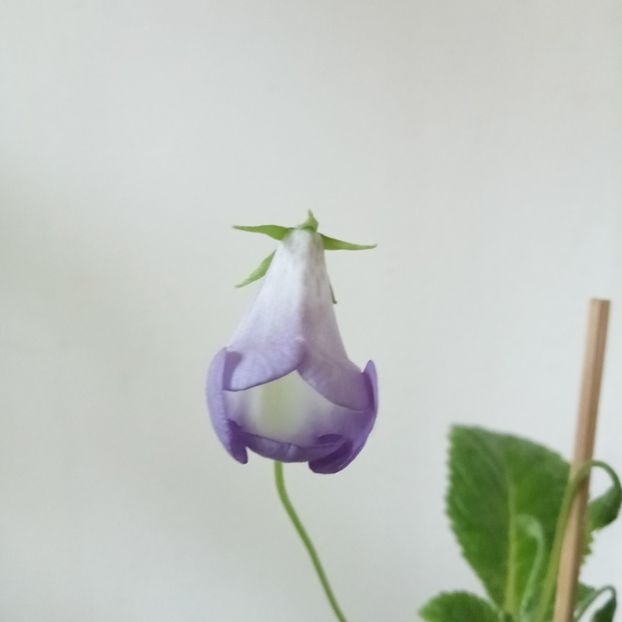 2024 - Eucodonia Cecilia