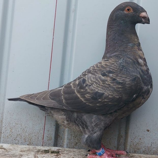  - 3---AGH DAȚI 2019 - 2025