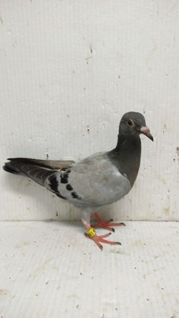  - De vânzare voiajori pui 2024