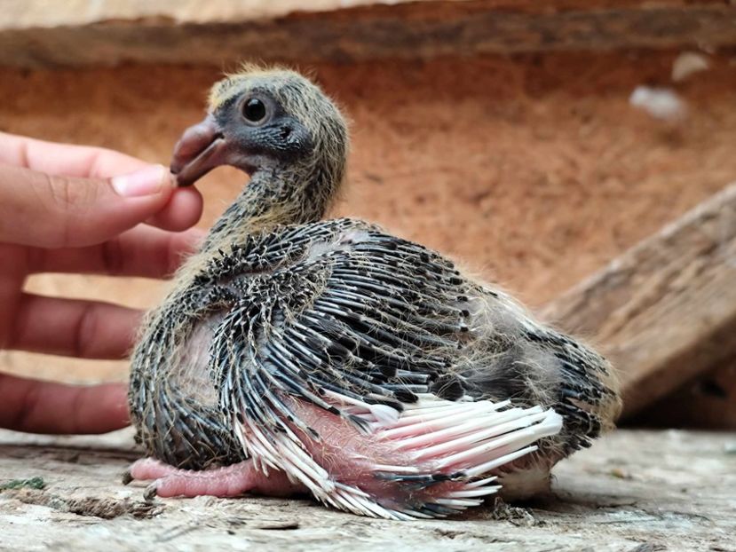 AGH - Tineret 2024 AGH