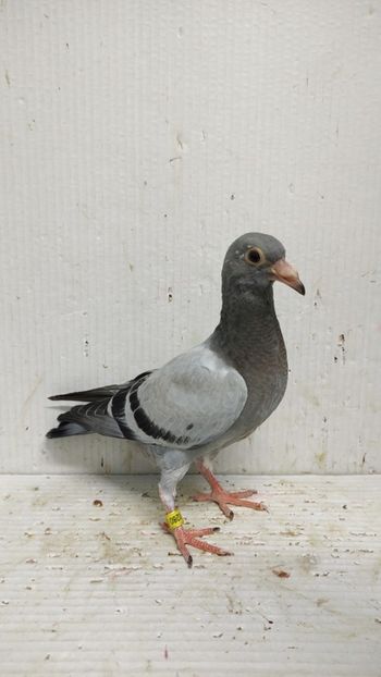  - De vânzare voiajori pui 2024