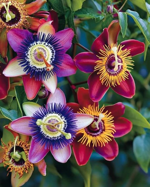  - Passion flower