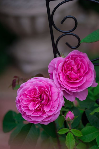 Gertrude Jekyll  (urcator) 80 - Toamna 2025
