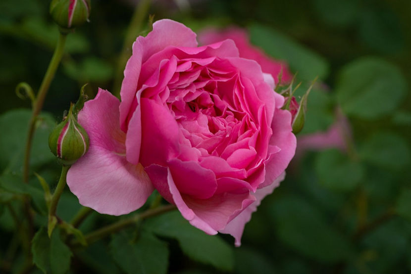 Gertrude Jekyll  (urcator) 80 - Toamna 2025