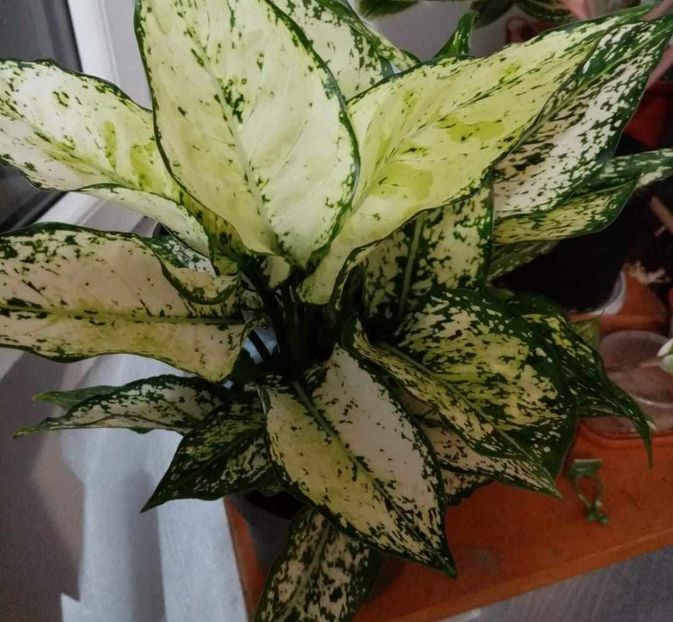 Messenger_creation_734b802d-3469-4c85-b605-093db68ddd22 - Aglaonema- varietati