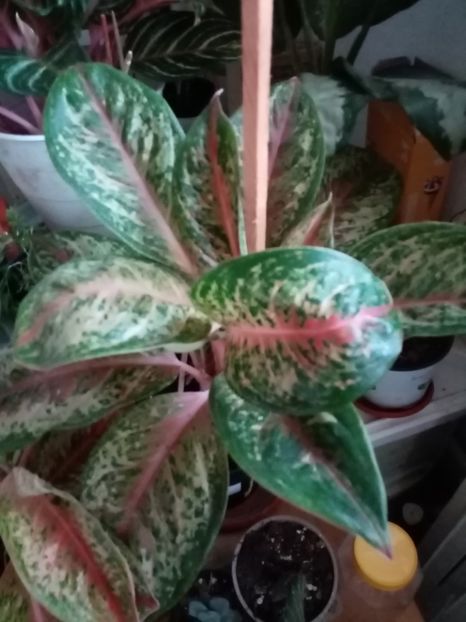  - Aglaonema- varietati