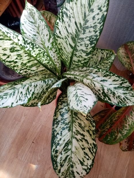  - Aglaonema- varietati