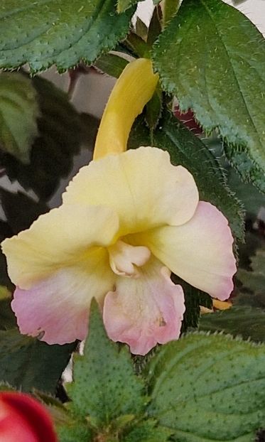  - Yellow English Rose p