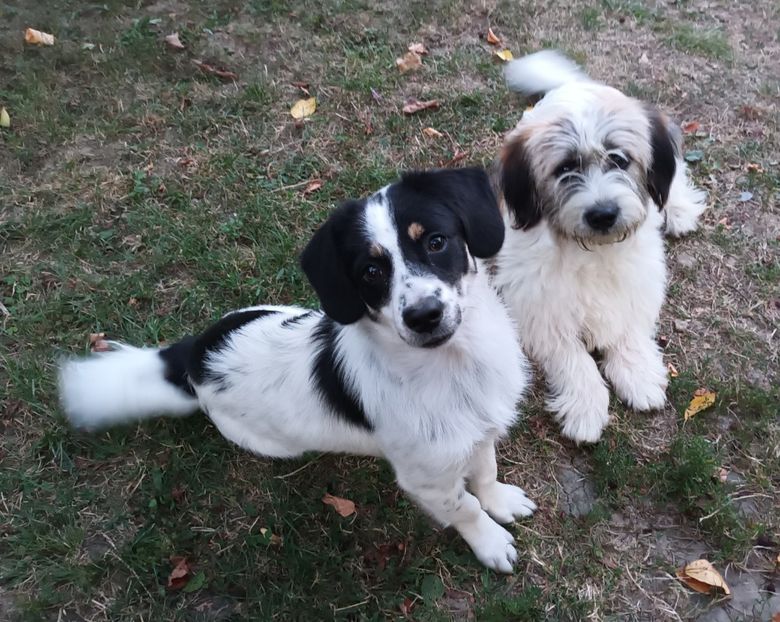  - AAAAAAAA__FLORA ȘI MUSTAȚĂ