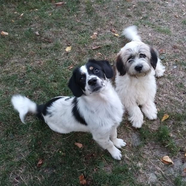  - AAAAAAAA__FLORA ȘI MUSTAȚĂ