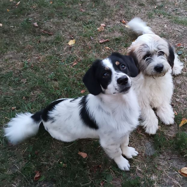  - AAAAAAAA__FLORA ȘI MUSTAȚĂ