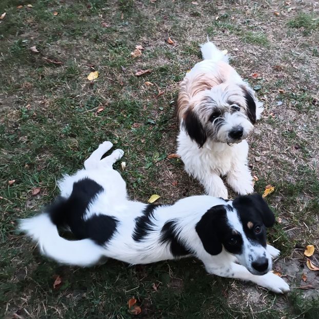  - AAAAAAAA__FLORA ȘI MUSTAȚĂ