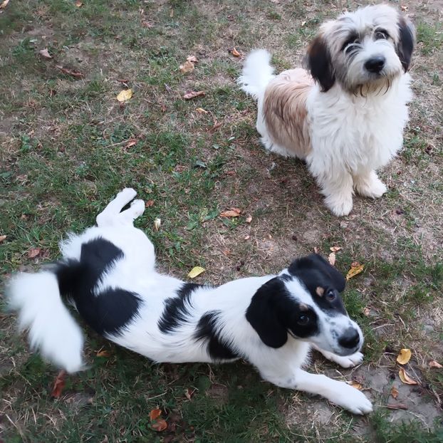  - AAAAAAAA__FLORA ȘI MUSTAȚĂ