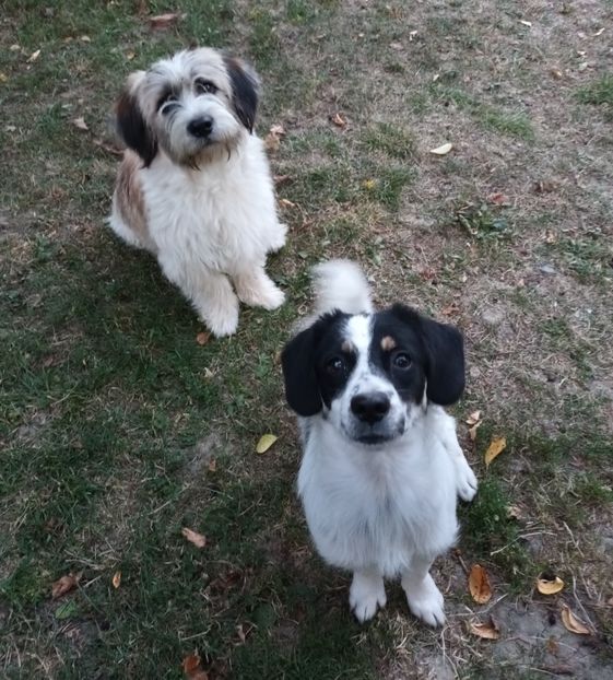  - AAAAAAAA__FLORA ȘI MUSTAȚĂ