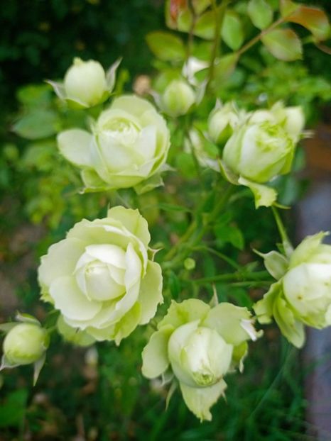 Lovely Green (tufa) 50 - Toamna 2025