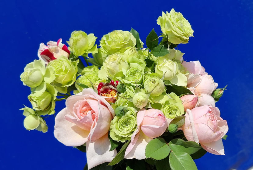 Lovely Green (tufa) 50 - Toamna 2025