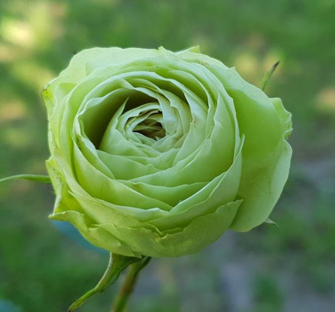 Lovely Green (tufa) 50 - Toamna 2025