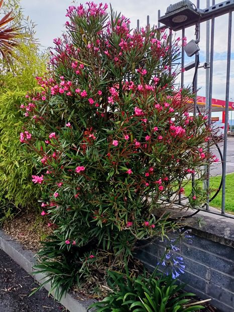 IMG20240729080627 - 5 Newgrange- Belfast