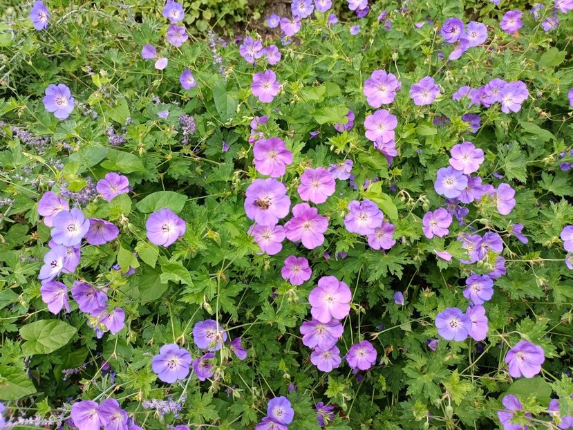 IMG20240804115955 - 10 Londra