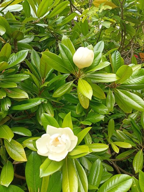 IMG20240804120033 - 10 Londra