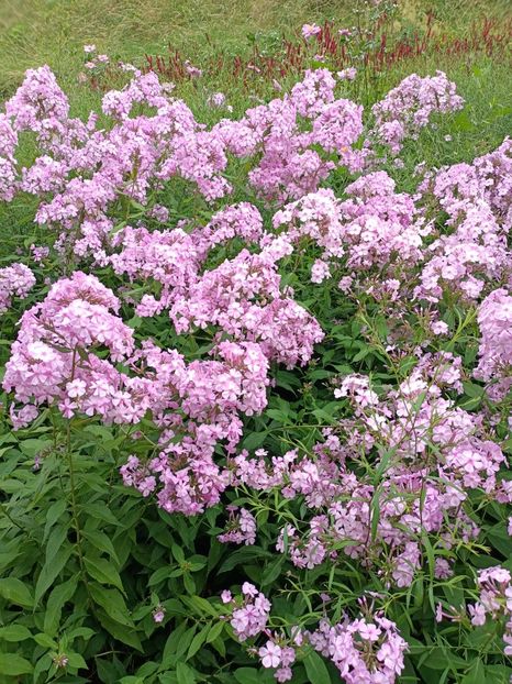 IMG20240804120037 - 10 Londra